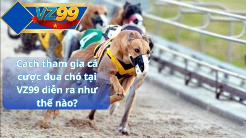 Cá cược đua chó VZ99 – Môn thể thao thú kịch tính nhất 2025 3 Cách tham gia cá cược đua chó tại VZ99 diễn ra như thế nào?